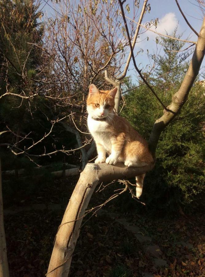 звёздный